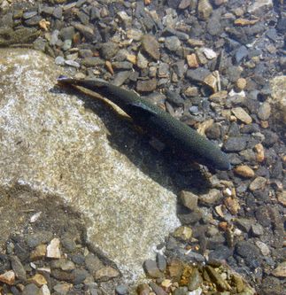 SCE Trout Stocking