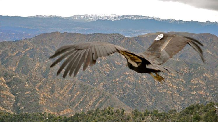 Condor Recovery Program