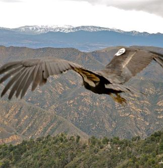 Condor Recovery Program