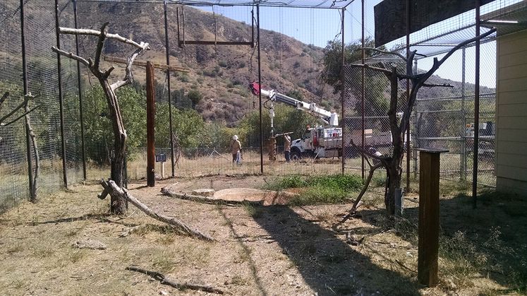 Condor Recovery Program