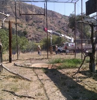 Condor Recovery Program