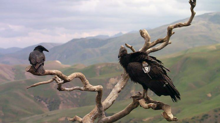 Condor Recovery Program