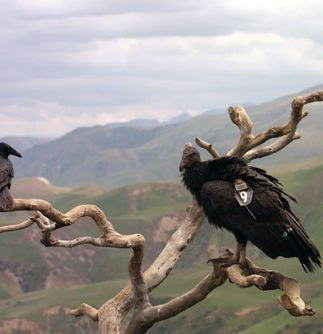 Condor Recovery Program