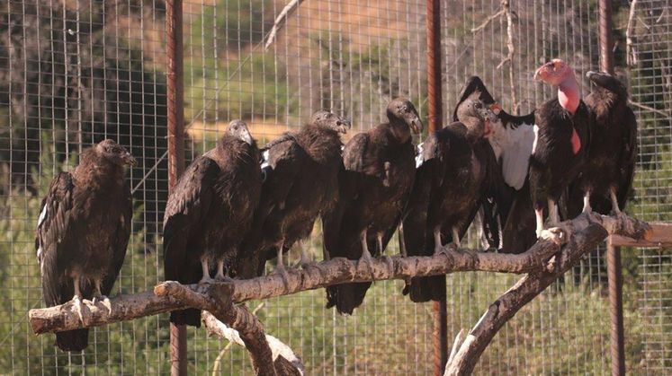 Condor Recovery Program