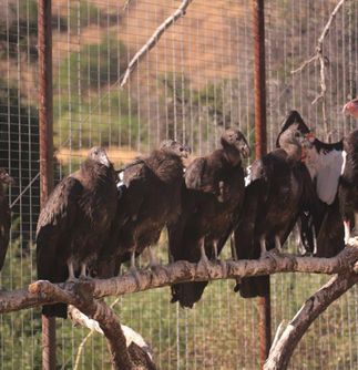 Condor Recovery Program