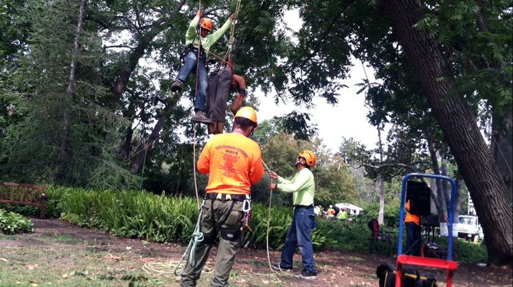 SCE and Hispanic Arborist Association