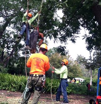 SCE and Hispanic Arborist Association