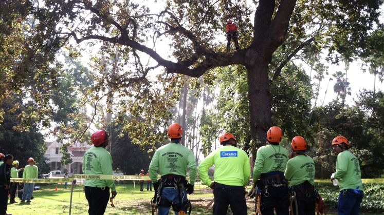 SCE and Hispanic Arborist Association