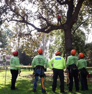 SCE and Hispanic Arborist Association