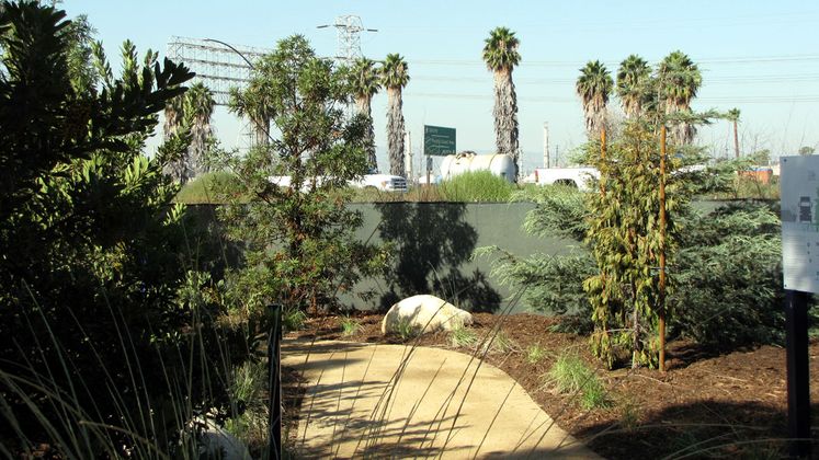 urban forest project