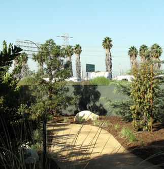 urban forest project