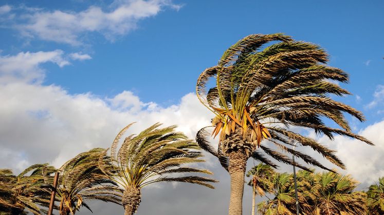 Santa Ana Winds