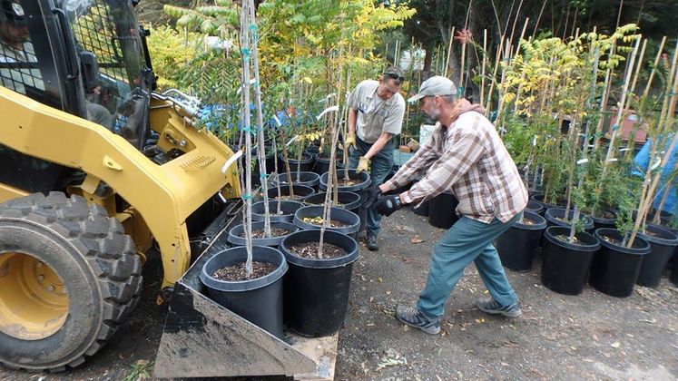 tree donations to Santa Barbara