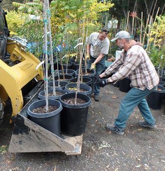 tree donations to Santa Barbara