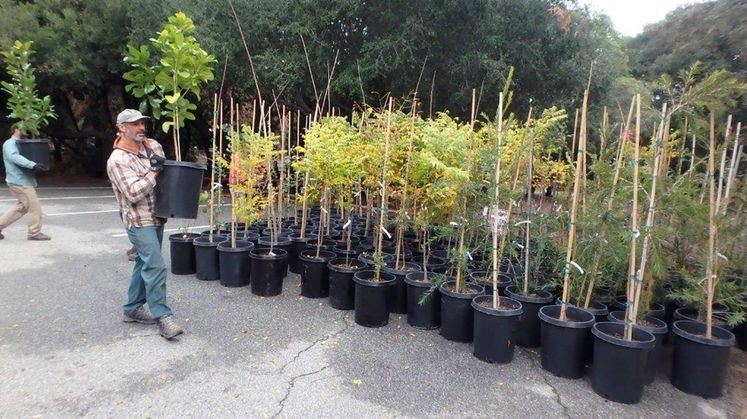 tree donations to Santa Barbara