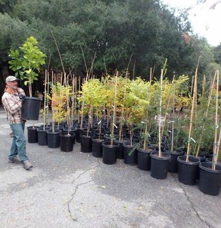 tree donations to Santa Barbara