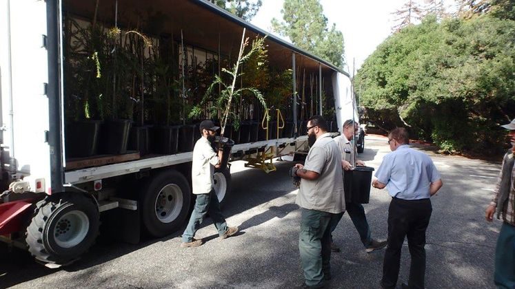 tree donations to Santa Barbara