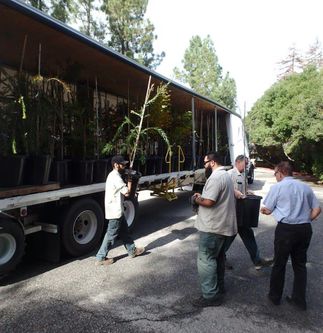 tree donations to Santa Barbara