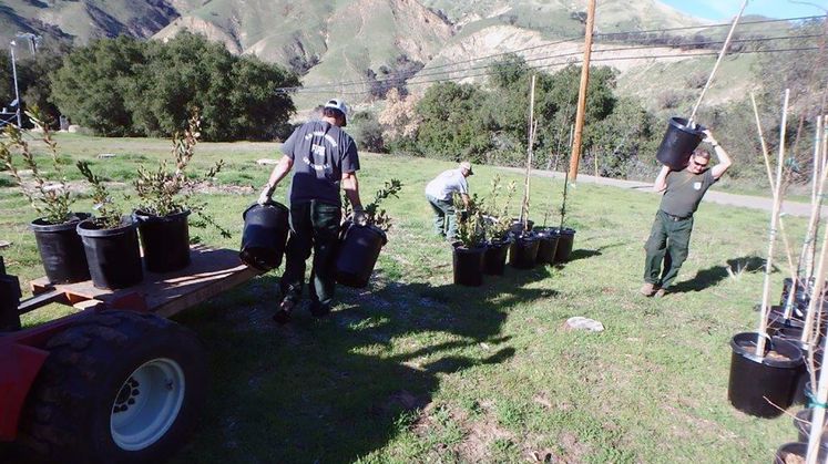 tree donations to Santa Barbara