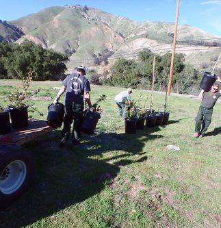 tree donations to Santa Barbara