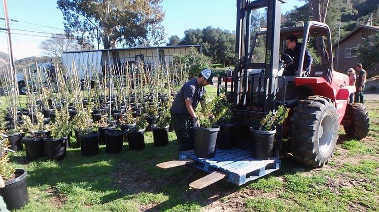 tree donations to Santa Barbara