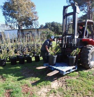 tree donations to Santa Barbara