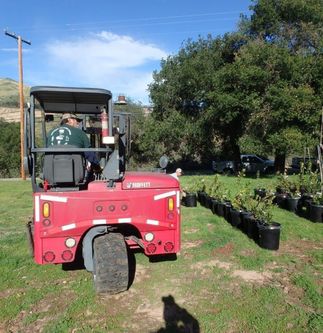 tree donations to Santa Barbara