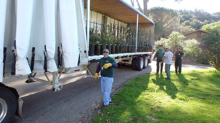 tree donations to Santa Barbara