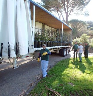 tree donations to Santa Barbara