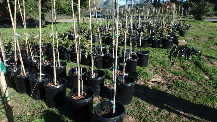 tree donations to Santa Barbara