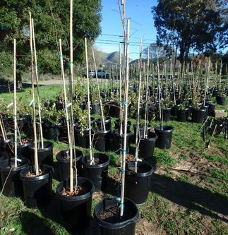 tree donations to Santa Barbara