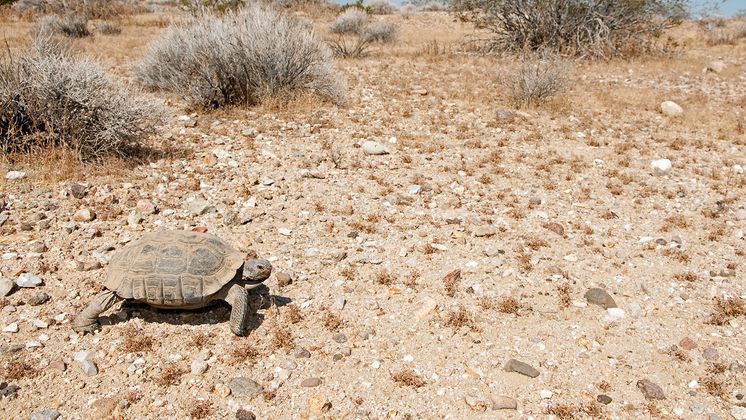 Desert Tortoise