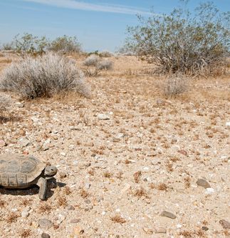 Desert Tortoise