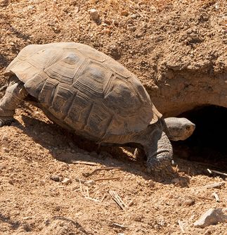 Desert Tortoise Entering a Burrow