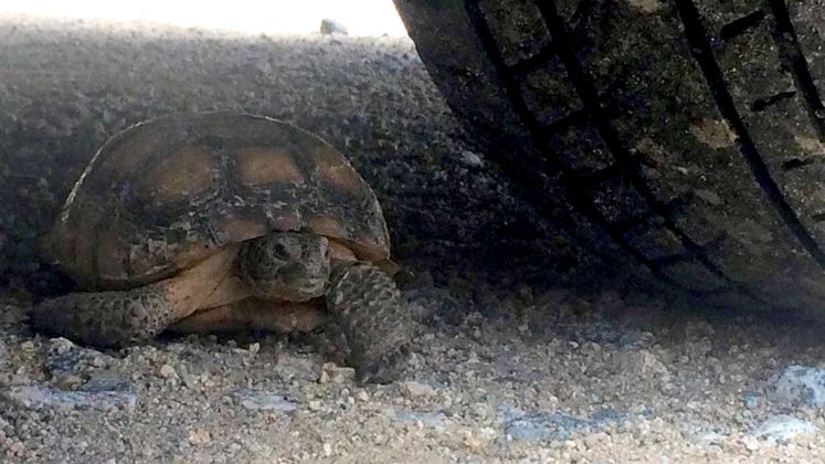 Desert Tortoise in the Shade
