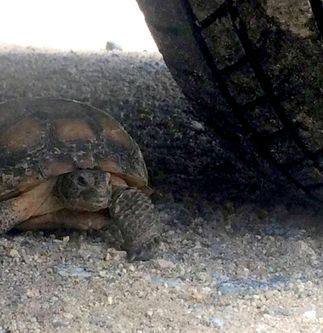 Desert Tortoise in the Shade