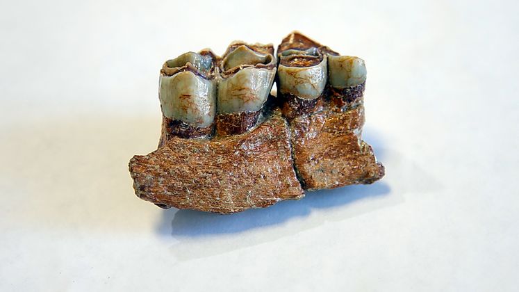 SCE Fossil Find to Get Its First Public Viewing
