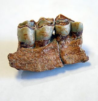 SCE Fossil Find to Get Its First Public Viewing