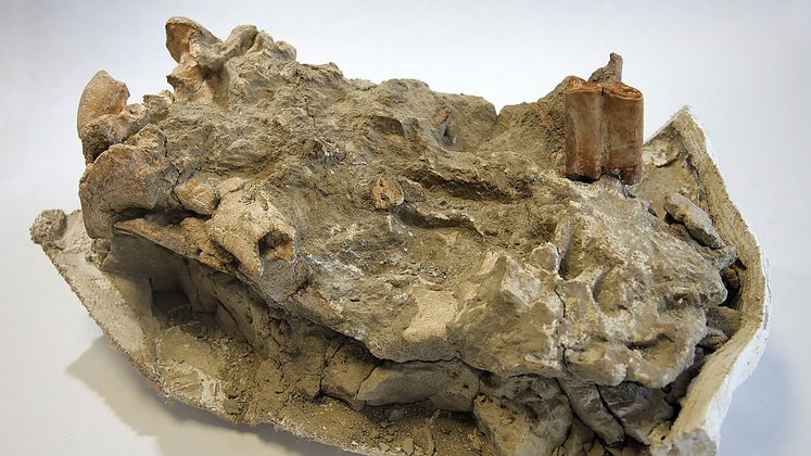 SCE Fossil Find to Get Its First Public Viewing