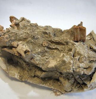 SCE Fossil Find to Get Its First Public Viewing