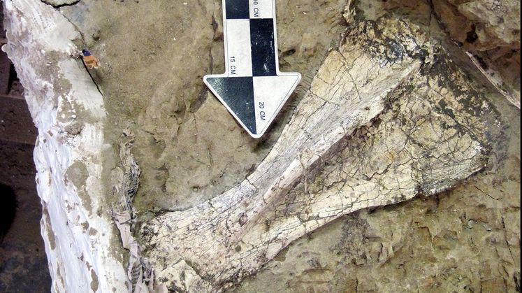 SCE Fossil Find to Get Its First Public Viewing
