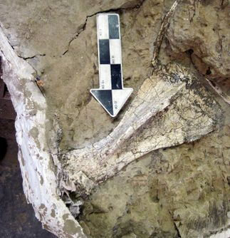 SCE Fossil Find to Get Its First Public Viewing
