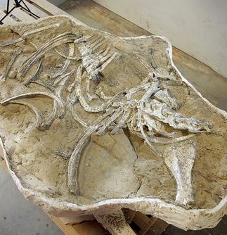 SCE Fossil Find to Get Its First Public Viewing