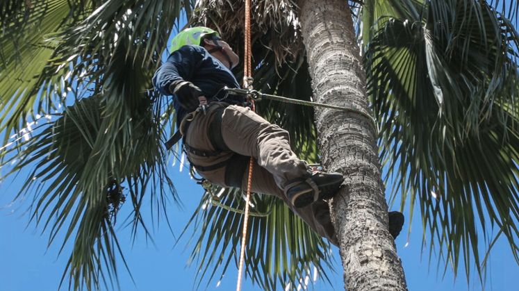 Tree Trimmer Safety