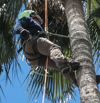 Tree Trimmer Safety