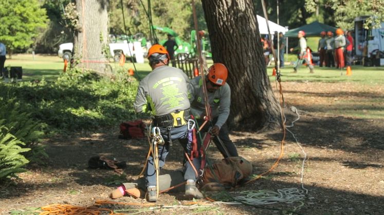 Tree Trimmer Safety