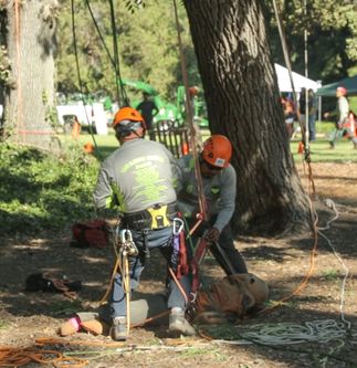 Tree Trimmer Safety