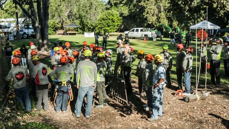 Tree Trimmer Safety