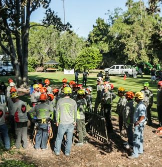 Tree Trimmer Safety