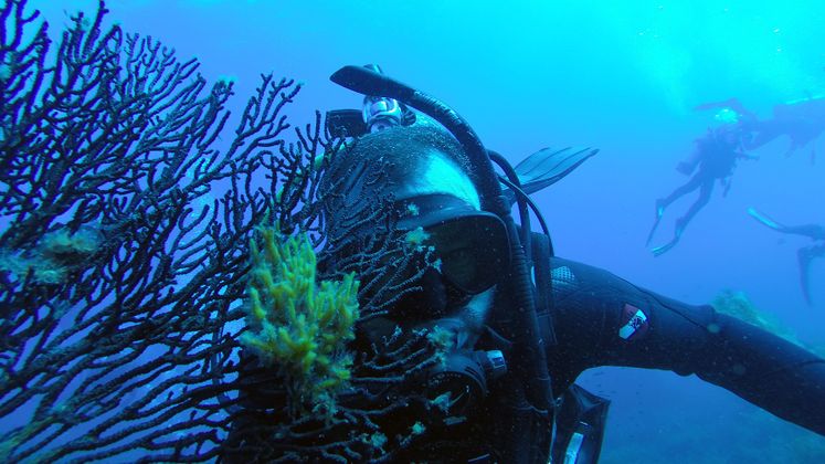 Reef Check and Edison International
